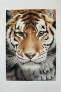 Tiger portrait